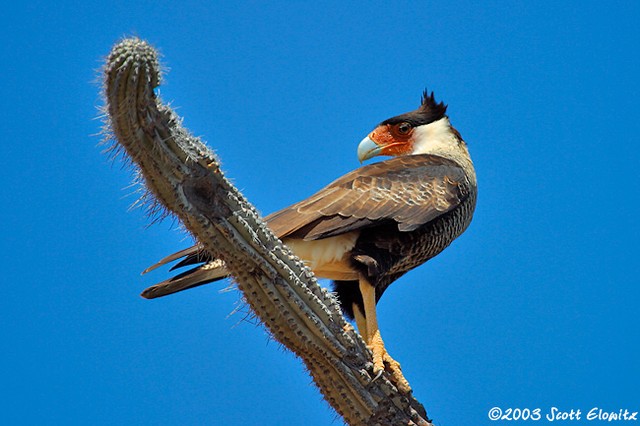 Creasted Caracara