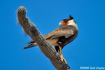 Creasted Caracara