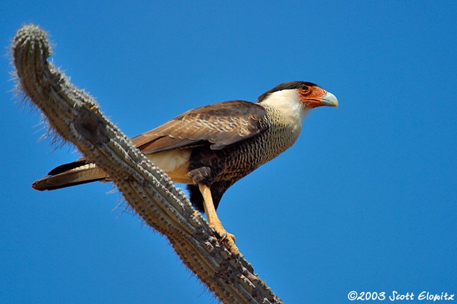 Creasted Caracara