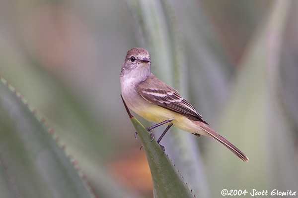 Caribbean Elaenia