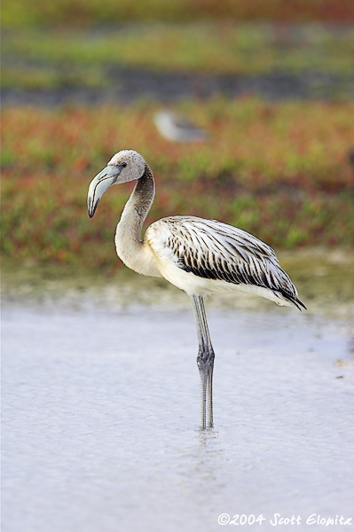 Greater Flamingo