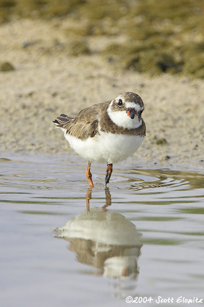 semipalmated Plover