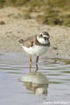 semipalmated Plover