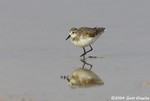 Semipalmated Sandpiper