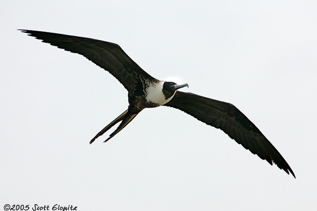 Magnificent Frigatebird