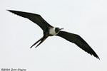 Magnificent Frigatebird