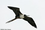 Magnificent Frigatebird