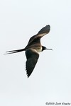 Magnificent Frigatebird