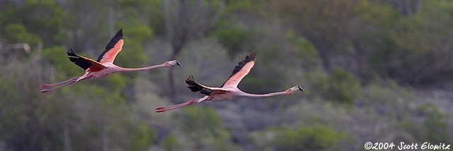 Greater Flamingo