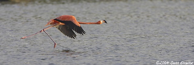 Greater Flamingo