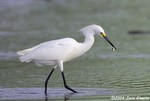 Snowy Egret