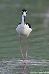 Black-necked Stilt