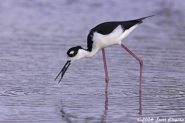 Black-necked Stilt