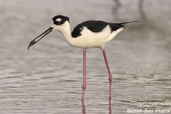 Black-necked Stilt