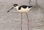 Black-necked Stilt