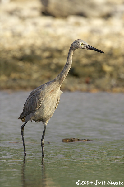 Reddish Egret