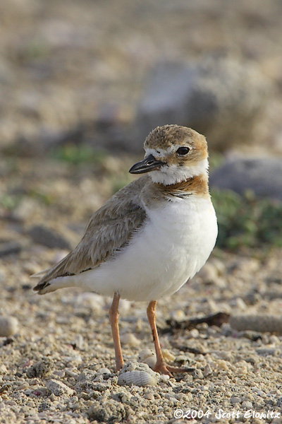 Wilson's Plover