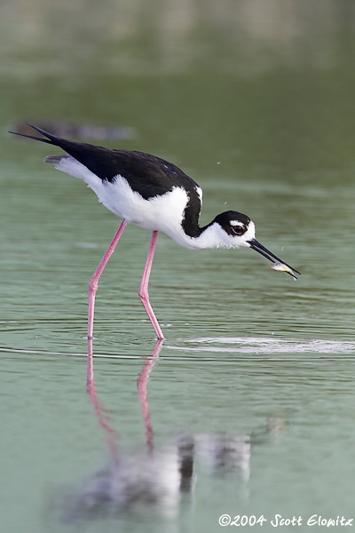 Black-necked Stilt