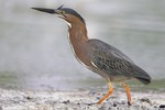 Green Heron