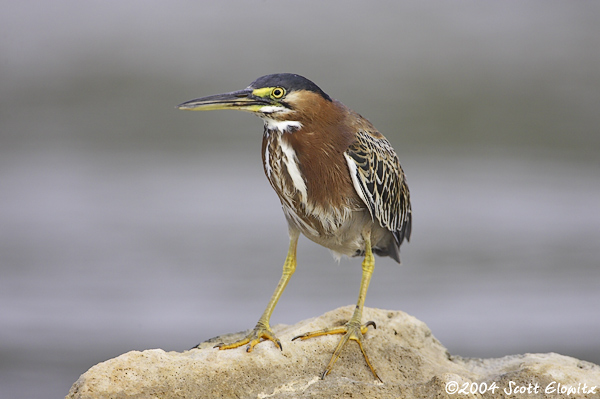 Green Heron