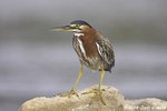 Green Heron