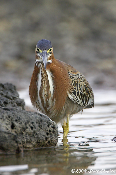 Green Heron