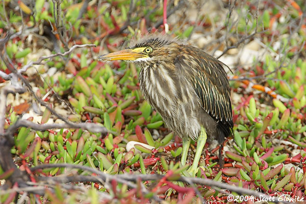 Green Heron