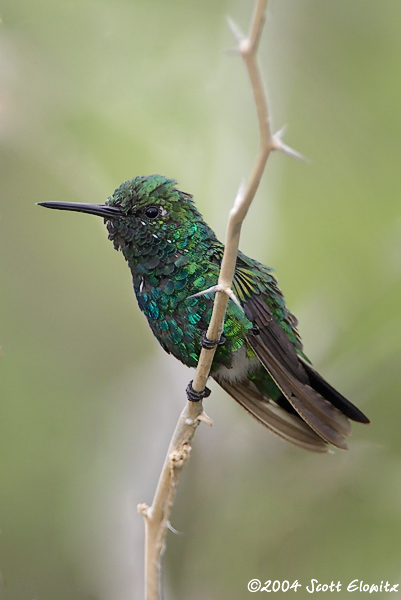 Blue-tailed Emerald