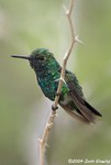 Blue-tailed Emerald