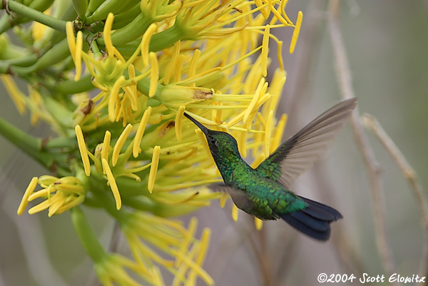 Blue-tailed Emerald