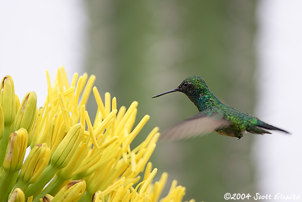 Blue-tailed Emerald