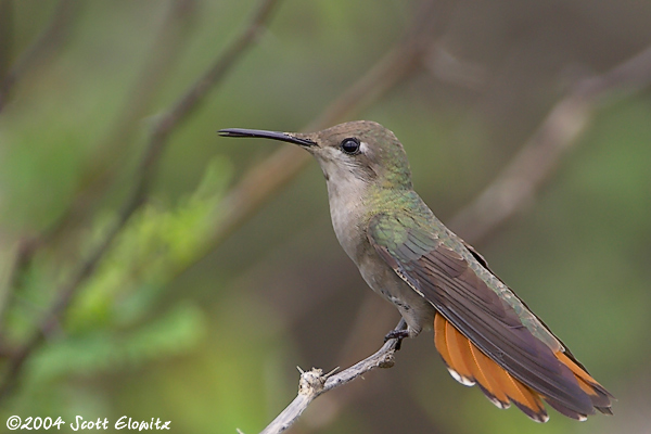 Ruby-Topaz Hummingbird