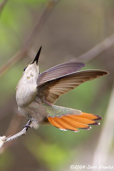 Ruby-Topaz Hummingbird