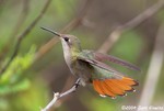 Ruby-Topaz Hummingbird