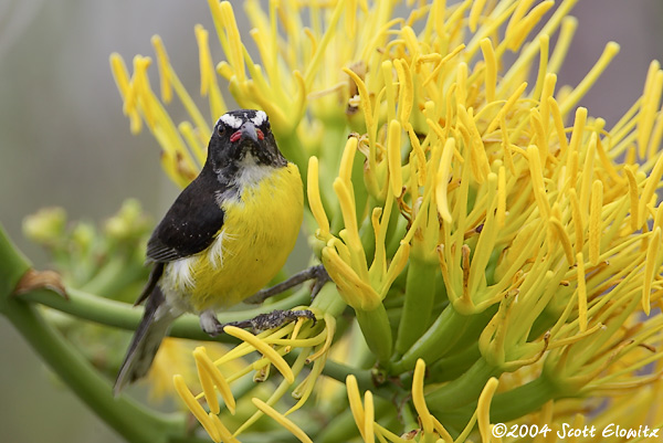 Bananaquit