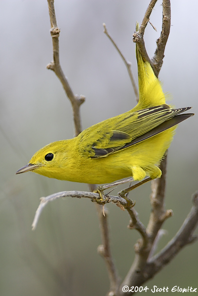 Yellow Warbler