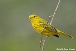 Yellow Warbler