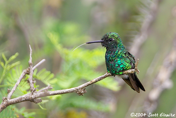 Blue-tailed Emerald