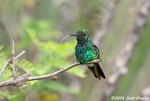 Blue-tailed Emerald