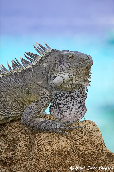 Iguana