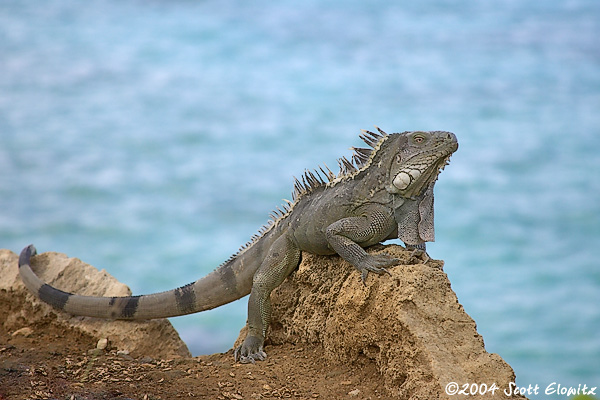 Iguana