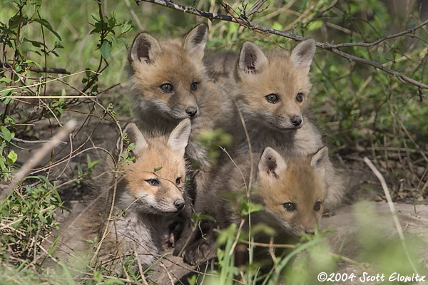 Red Fox kits