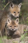 Red Fox kits