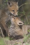 Red Fox kits