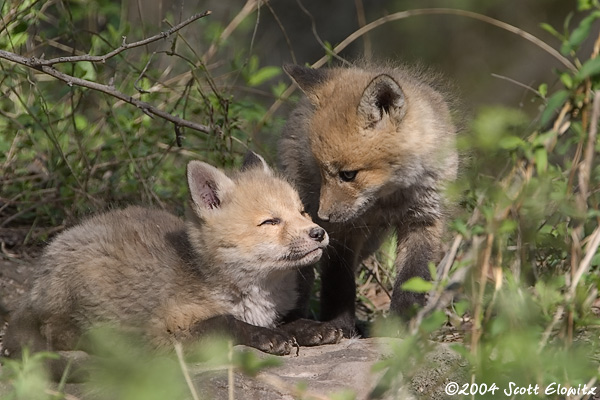 Red Fox kits