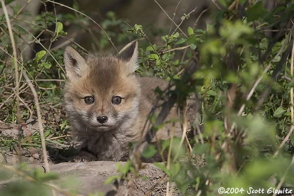 Red Fox kit