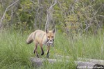 Red Fox & cottontails