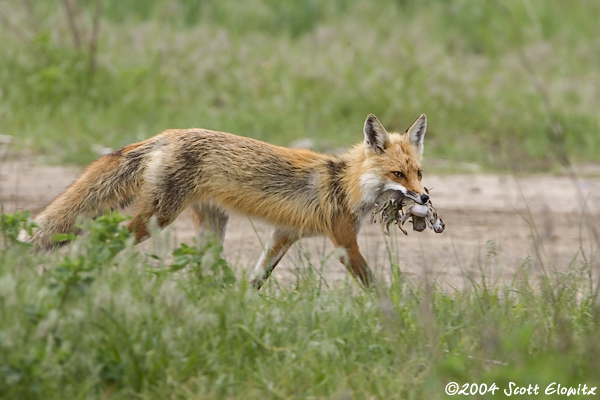 Red Fox & cottontails