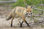 Red Fox & cottontails