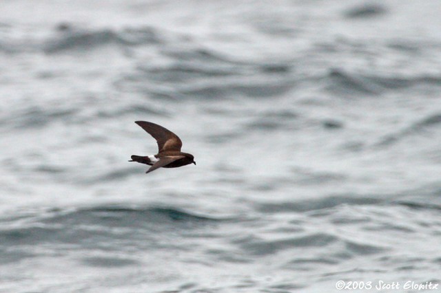 stormpetrel